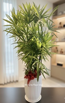 石素銀花坊室內觀葉植物，白色瓷盆質感盆栽