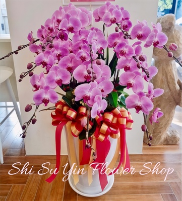 粉蘭柔情粉蘭花