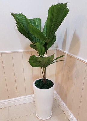 蒲葵落地盆栽蒲葵盆栽